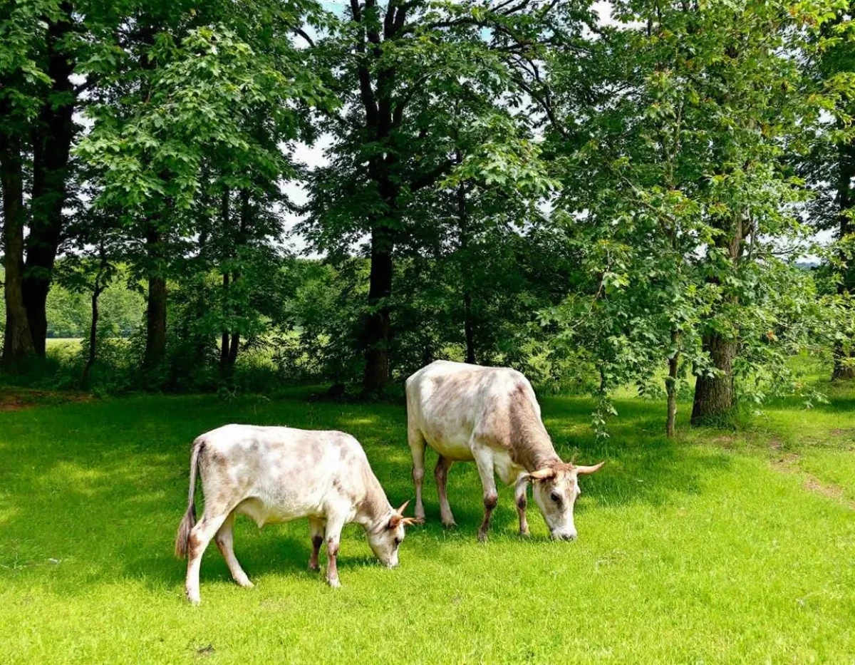 La responsabilité des exploitants agricoles face aux dommages environnementaux : enjeux et perspectives