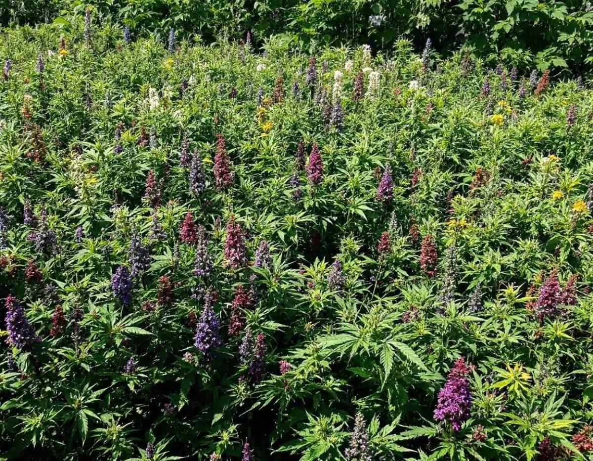 Fleurs de CBD en France : Navigation dans les Méandres du Cadre Juridique